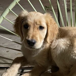 Meet your Posher, Betsy